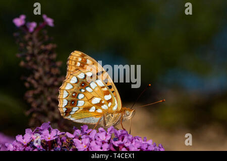 Hohe braun fritillary, (Ceriagrion adippe) Stockfoto