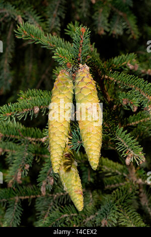 Fichte, Kegel, (Pinus sylvestris) Stockfoto