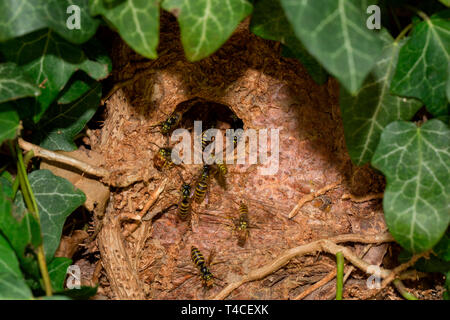 Gemeinsame Wespe (Vespula vulgaris) Stockfoto