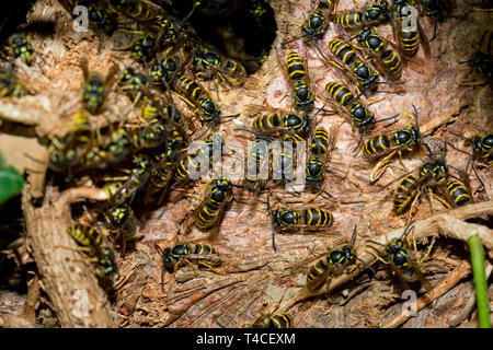 Gemeinsame Wespen, (Vespula vulgaris) Stockfoto