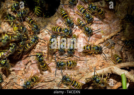 Gemeinsame Wespen, (Vespula vulgaris) Stockfoto