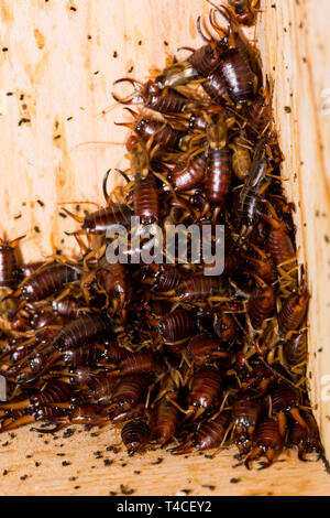 Gemeinsame earwig, vogel Nistkasten, (Forficula auricularia) Stockfoto