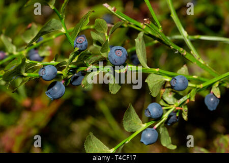 Europäische Heidelbeere (Vaccinium myrtillus) Stockfoto