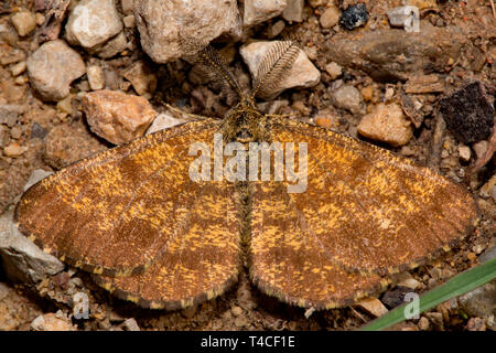 Gemeinsame Heide, (Ematurga atomaria) Stockfoto