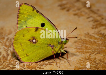 Die Berger getrübt Gelb, (Colias Alfacariensis) Stockfoto