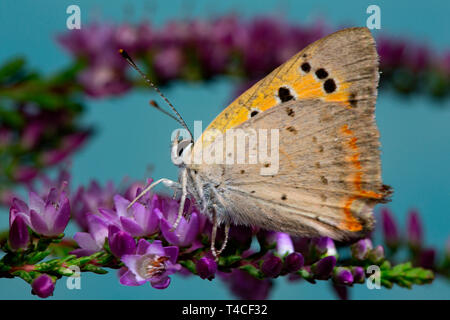 Kleine Kupfer, (Lycaena phlaeas) Stockfoto