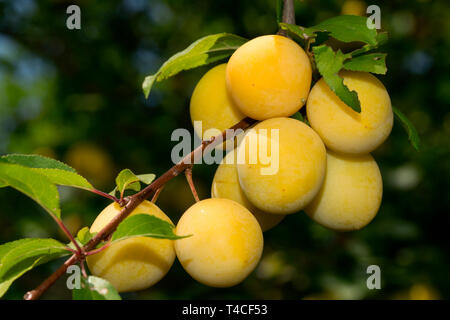 Mirabelle Pflaume (Prunus domestica subsp Syriaca) Stockfoto