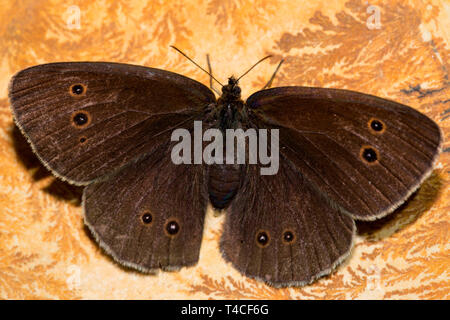 Ringelwürmer, (Aphantopus hyperantus) Stockfoto