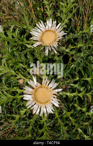 Stemless Silberdistel (Carlina acaulis) Stockfoto