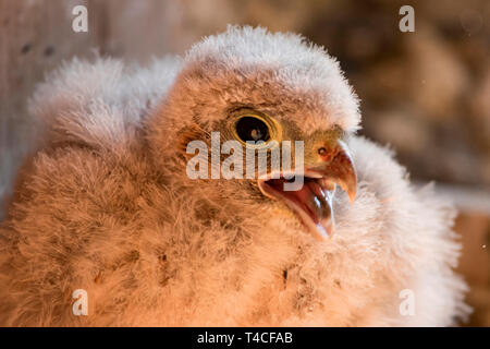 Turmfalke, europäische Kestrel, Küken, (Falco tinnunculus) Stockfoto