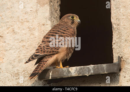 Turmfalke, Juvenile, (Falco tinnunculus) Stockfoto