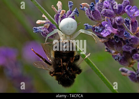 Goldrute crab spider Mit beschlagnahmten Hummel, (Misumena vatia) Stockfoto