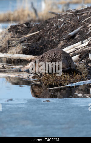 Ein großer Biber am Rande des Wassers mit einer Reflexion Stockfoto