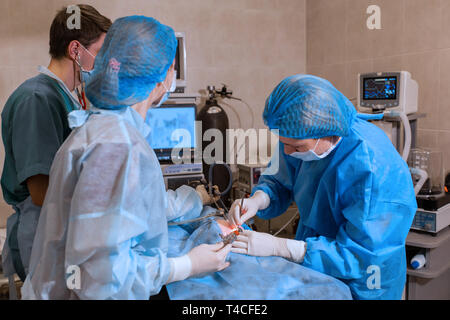 Berufsbildung, die für die Sterilisation. Die Katze auf dem OP-Tisch in einer Tierklinik. Katze in einem Tierarztes, der Gebärmutter und der Eierstöcke Stockfoto