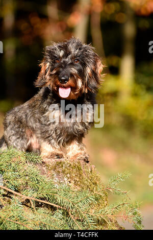 Drahthaar Zwergdackel Stockfoto