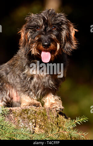 Drahthaar Zwergdackel Stockfoto