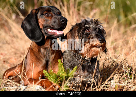 Miniatur Wirehaired Dackel und Bayerische Berg Scenthound Stockfoto