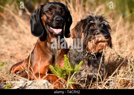 Miniatur Wirehaired Dackel und Bayerische Berg Scenthound Stockfoto