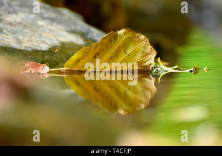 Blatt im Bach, Traumschleife, Köhler Premium Wanderweg, Deutschland, Rheinland-Pfalz, Hunsrück, Köhlerpfad Stockfoto