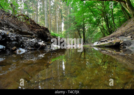 Traumschleife, Köhler Premium Wanderweg, Deutschland, Rheinland-Pfalz, Hunsrück, Köhlerpfad Stockfoto