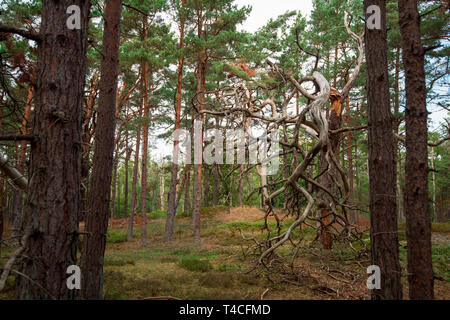 Urwald, Nationalpark Vorpommersche Boddenlandschaft, Fischland-Darß-Zingst, Mecklenburg-Vorpommern, Deutschland, Europa Stockfoto