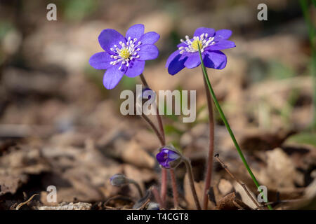In der Nähe von blauen Hepatica Nobilis blühen im Frühjahr Wald Stockfoto