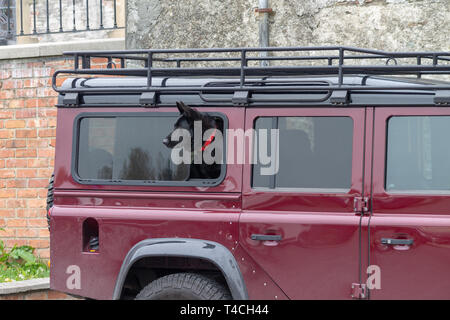 Schwarz elsässischen oder GSD-Deutscher Schäferhund Blick aus dem Fenster eines Land Rover Defender Stockfoto