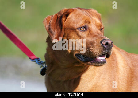 Ein Kopf eines Fox Red Labrador Retriever weg schauen mit rosa Leine. Stockfoto