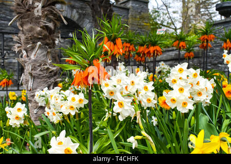 Blumenbeet mit Narzisse und rote Krone imperialen. Stockfoto