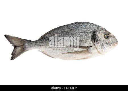 Frischer Fisch isoliert auf dem weißen Hintergrund Stockfoto