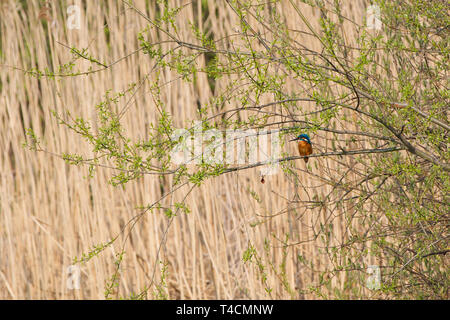 König der Fischer Stockfoto