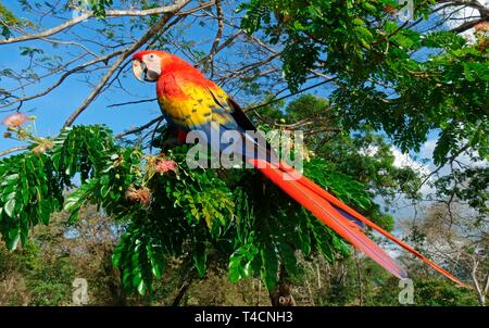 Hellrote Ara (Ara macao) sitzt auf Zweig im Baum, Costa Rica Stockfoto