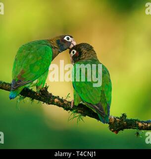 Braun - hooded Papageien (Pyrilia haematotis), Paar im Gefieder care, sitzen auf den Zweig, Costa Rica Stockfoto