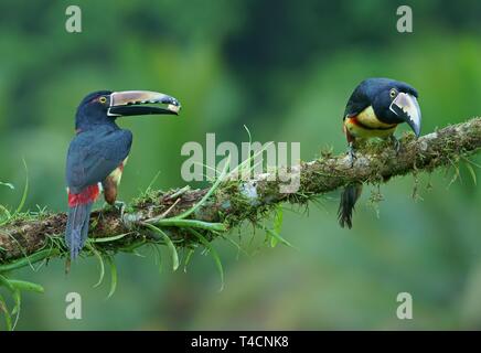 Zwei Collared aracari (Pteroglossus torquatus) sitzt auf einem Bemoosten Ast, Costa Rica Stockfoto