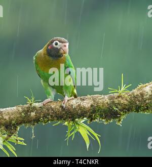 Braun - hooded Papagei (Pyrilia haematotis) sitzt auf einem Ast im Regen, Costa Rica Stockfoto