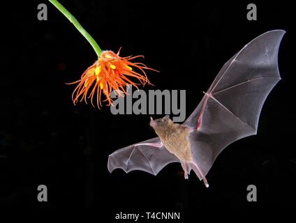Pallas-tongued bat (Glossophaga soricina), nähert sich eine Blume in der Nacht, Necktar, Costa Rica Stockfoto