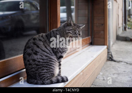 Einen schönen grauen Tabby Katze saß vor einem Fenster auf die Straße und Gähnen. Stockfoto