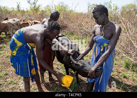 Männer der Mursi Stamm Blut von Rindern, die Halsschlagader, Mago National Park, der südlichen Nationen, Nationalitäten und Völker" Region, Äthiopien Stockfoto