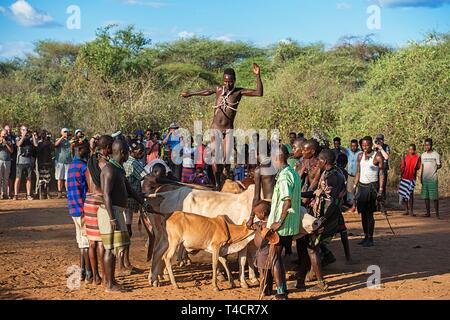 Junger Mann der Hamer Stamm über das Vieh Rücken springen, Rinder springen Ritual, zu einem Mann, Turmi, untere Omo Valley, Omo Gebiet südlich Äthiopien Stockfoto