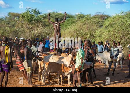 Junger Mann der Hamer Stamm über das Vieh Rücken springen, Rinder springen Ritual, zu einem Mann, Turmi, untere Omo Valley, Omo Gebiet südlich Äthiopien Stockfoto