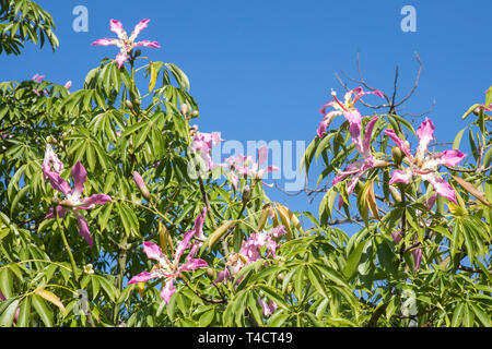 Blass rosa Blüte Chorisia speciosa, Kapok Tree, beheimatet in subtropischen Südamerikanischen Wälder, Sommer blühen, Blumen in grüne Blätter, Laub- Stockfoto