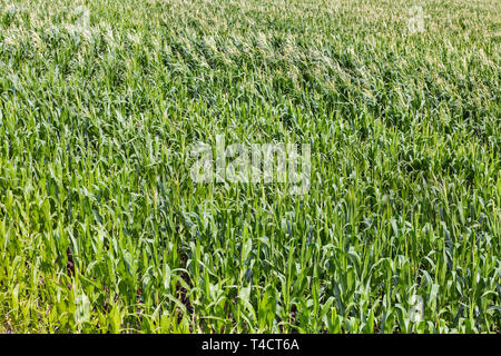 Junge grüne Maisfeld in landwirtschaftlichen Garten Hintergrund Stockfoto