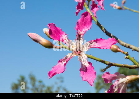 Rosa Blüten von Chorisia speciosa oder Kapok Tree, beheimatet in subtropischen Südamerikanischen Wälder, Sommer blühen, dornigen Stamm und Äste, Laub- Stockfoto