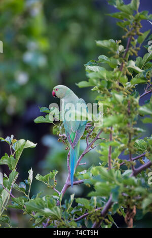 Papagei Grün Stockfoto
