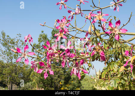 Rosa Blüten von Chorisia speciosa oder Kapok Tree, beheimatet in subtropischen Südamerikanischen Wälder, Sommer blühen, dornigen Stamm und Äste, Laub, Stockfoto