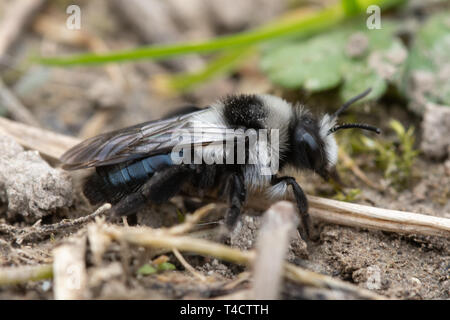 Ashy Bergbau Biene (Andrena zinerarie) Weiblich, Großbritannien Stockfoto