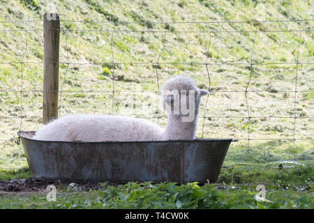 Alpaka Abkühlung in einer Badewanne - Seen Distillery, Setmurthy, Cumbria, England, Großbritannien Stockfoto