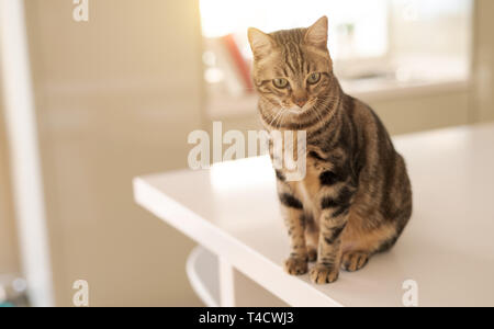 Schöne kurze Haare Katze am weißen Tisch zu Hause sitzen Stockfoto