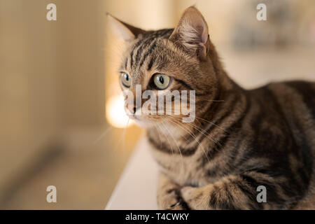 Schöne kurze Haare Katze am weißen Tisch zu Hause liegen Stockfoto