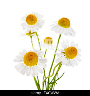 Kamillenblüten auf weißem Hintergrund Stockfoto